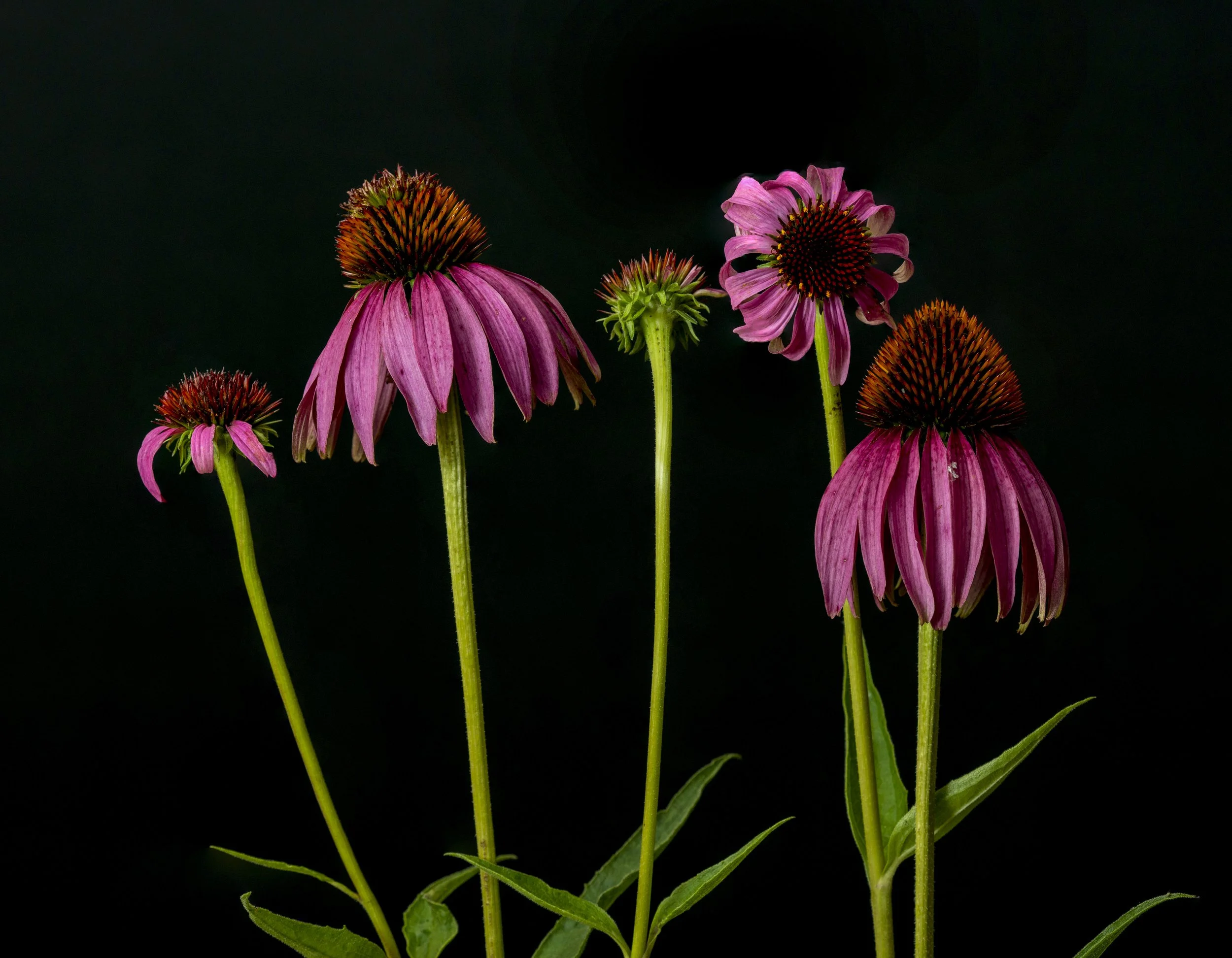 North American Flora