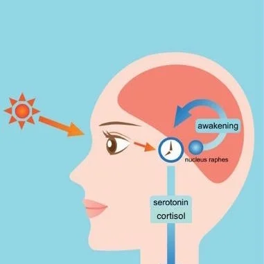 inkl.cortisol.jpeg
