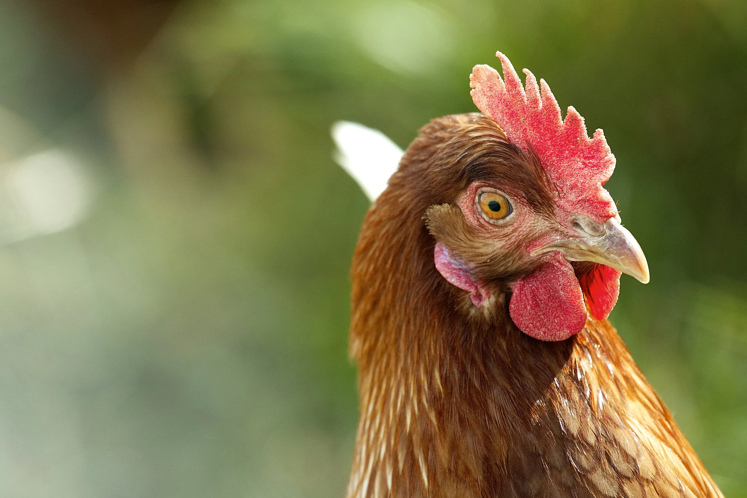 Common poultry