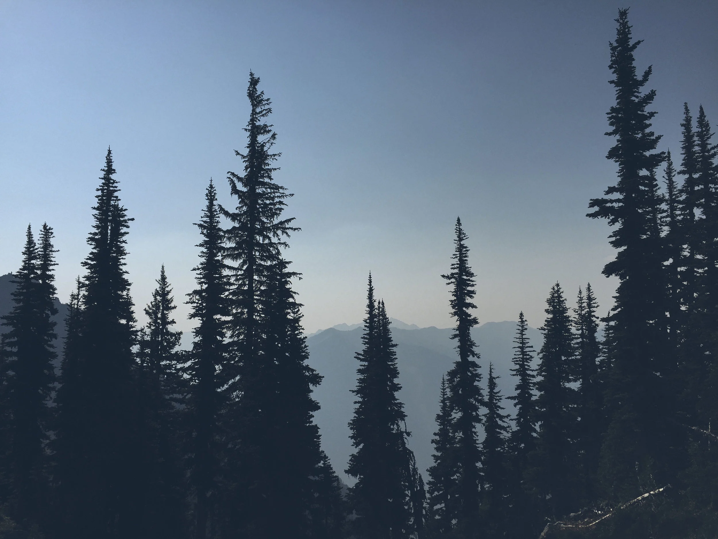 A scenic view of tall pine trees silhouetted against a clear blue sky with distant mountains.