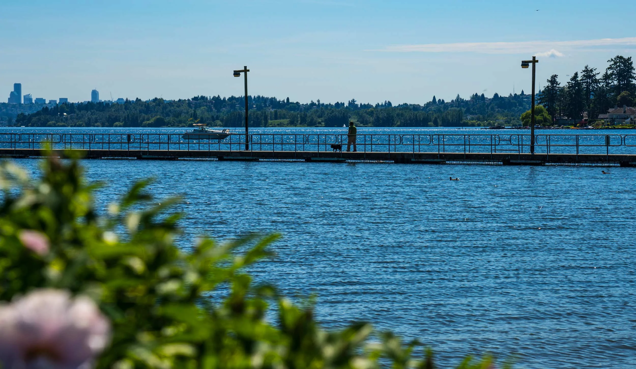A man walking a dog along a pier by a lake with city skyline in the background, surrounded by trees and blue sky.