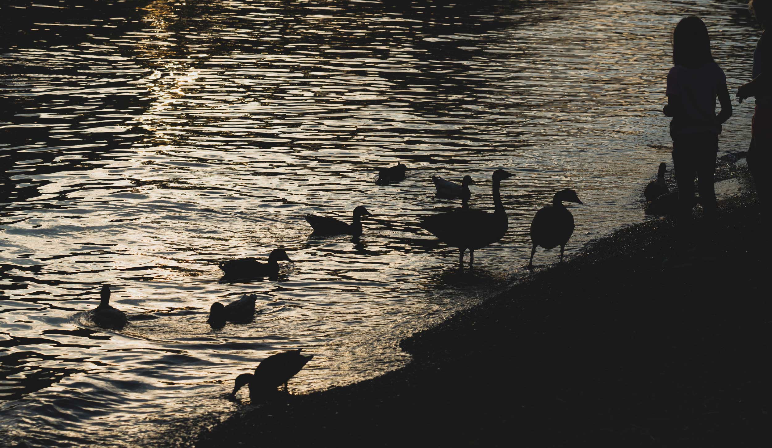 Silhouettes of people and ducks along the shoreline during sunset, with water reflecting the golden light.