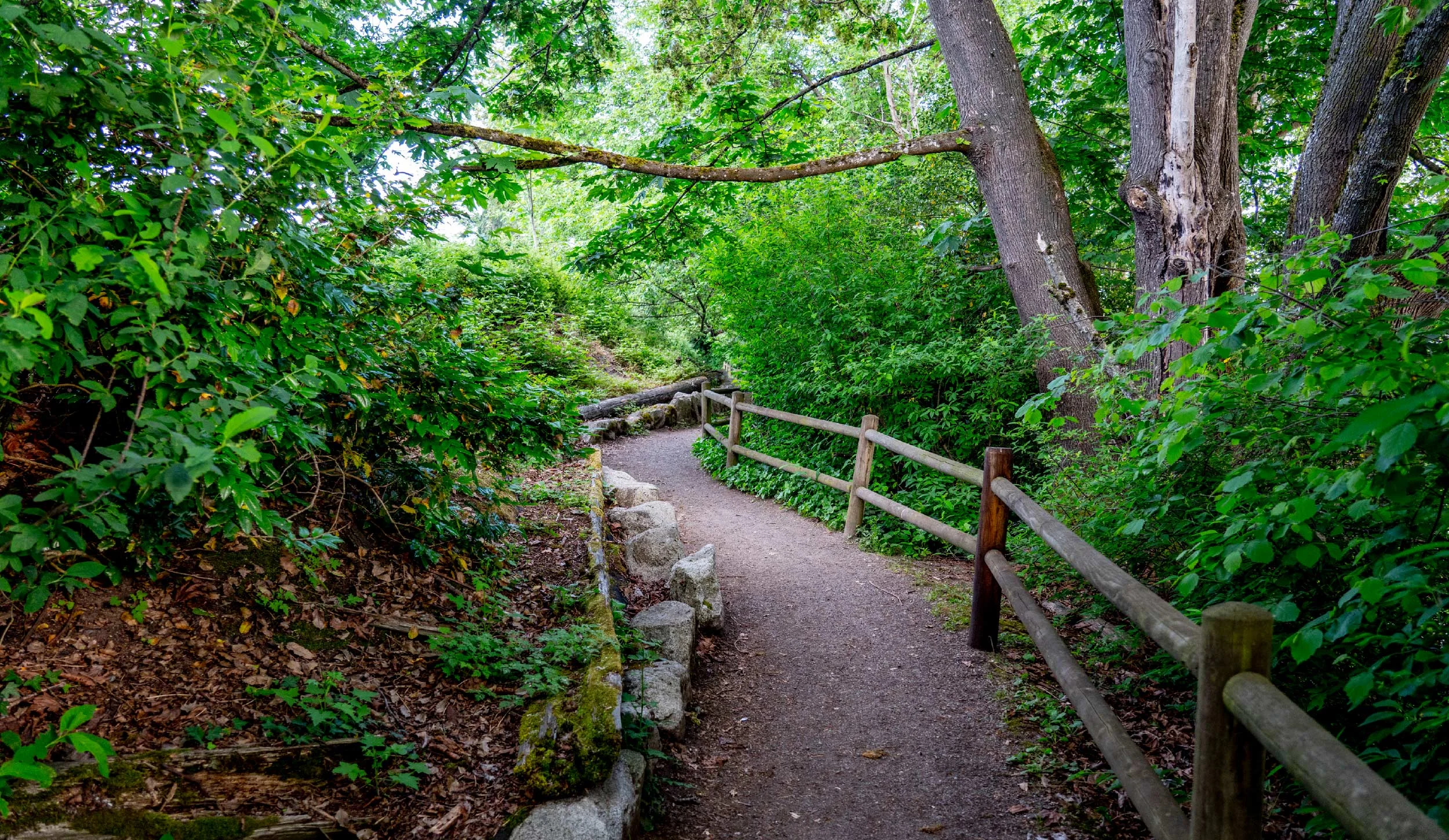 A dirt path through a lush green forest with tall trees and dense foliage on either side, bordered by a wooden fence.