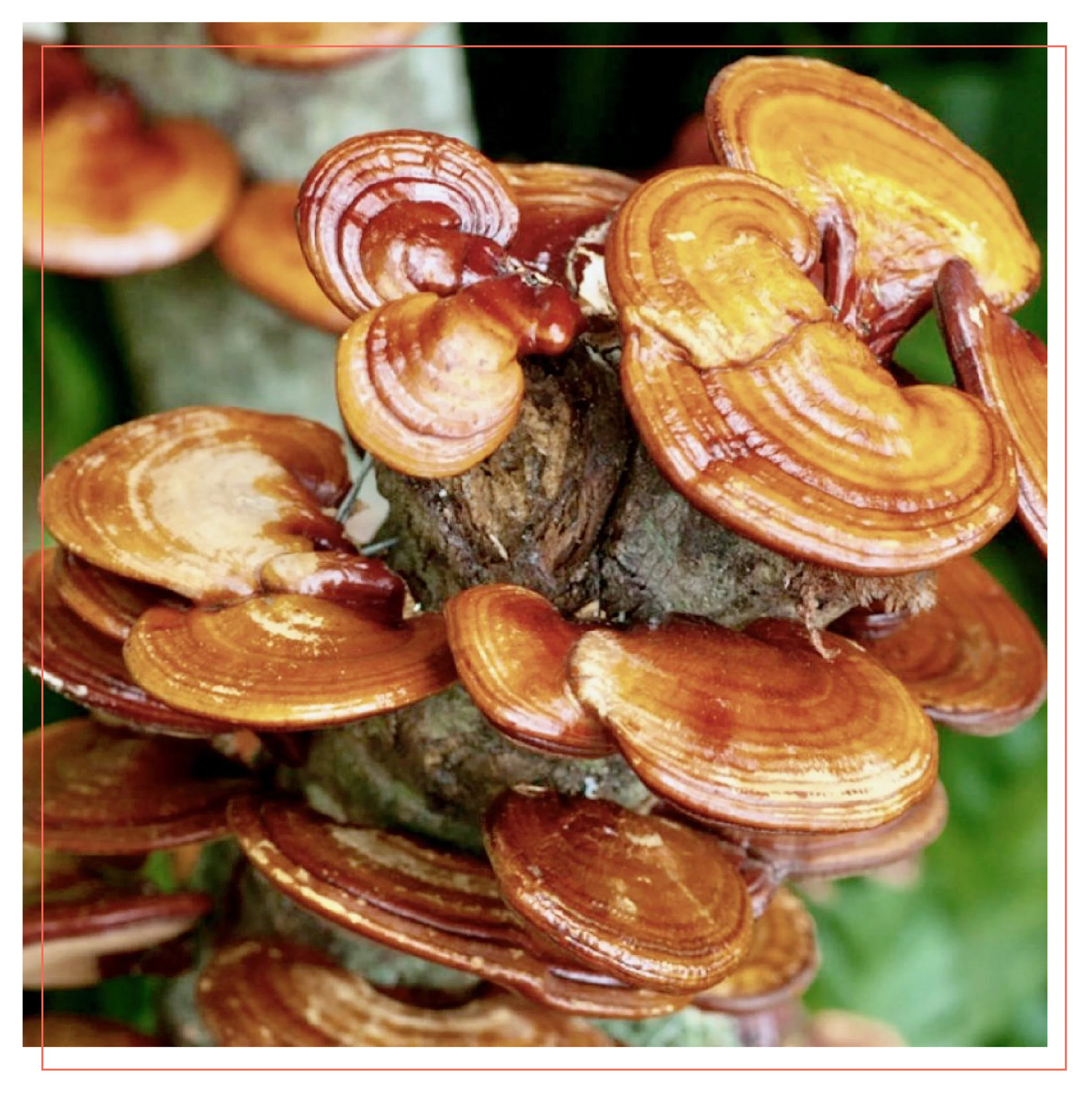 DailyBlend_PhotoFormatting_Mushroom-11.jpg