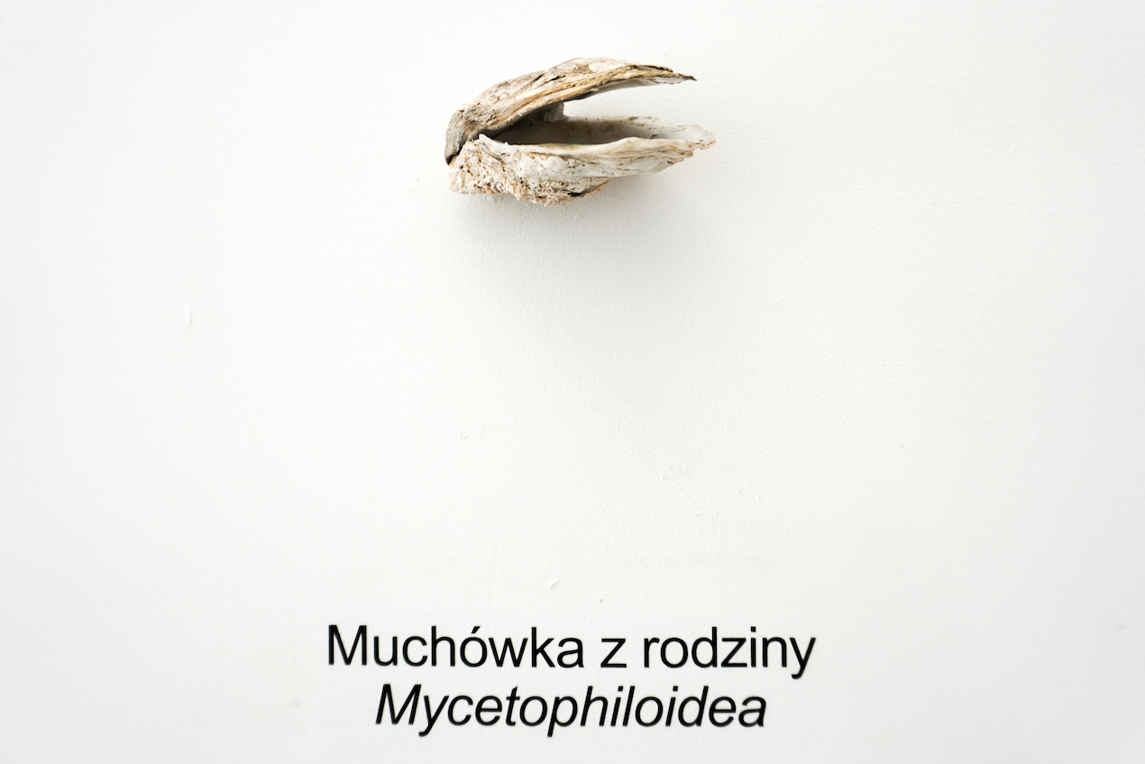  Adriana Ramić,  Muchówka z rodziny Mycetophiloidea , 2018, Bivalve, vinyl, Variable 