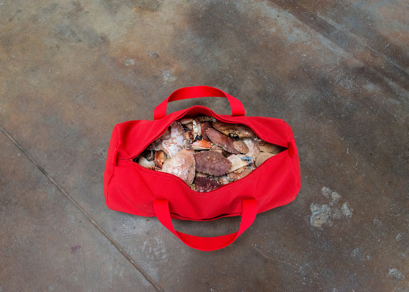  Lauren McKeon,  The tide and the claw , 2019, canvas, crab shells, webbing     