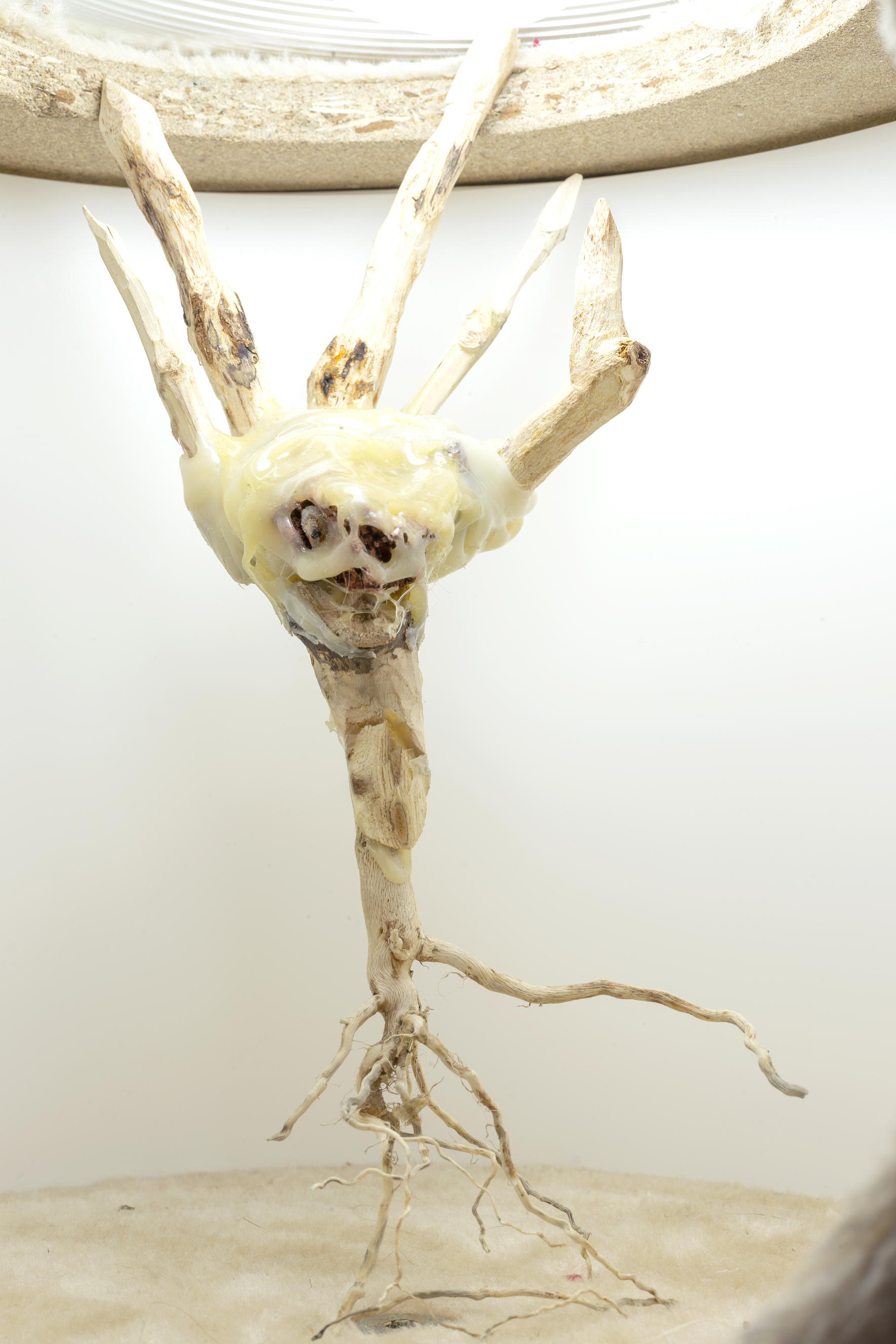  Kira Scerbin,  Baby brain stem , 2019, mixed media, 9 x 5 x 4 inches 