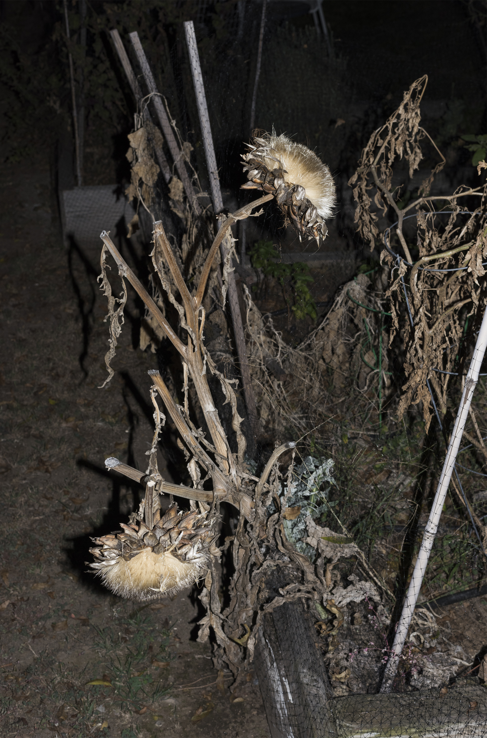  Cameron Crone,  Dead Artichoke , 2019, Archival pigment print mounted on bass wood panel, 50 x 33 x 2” 