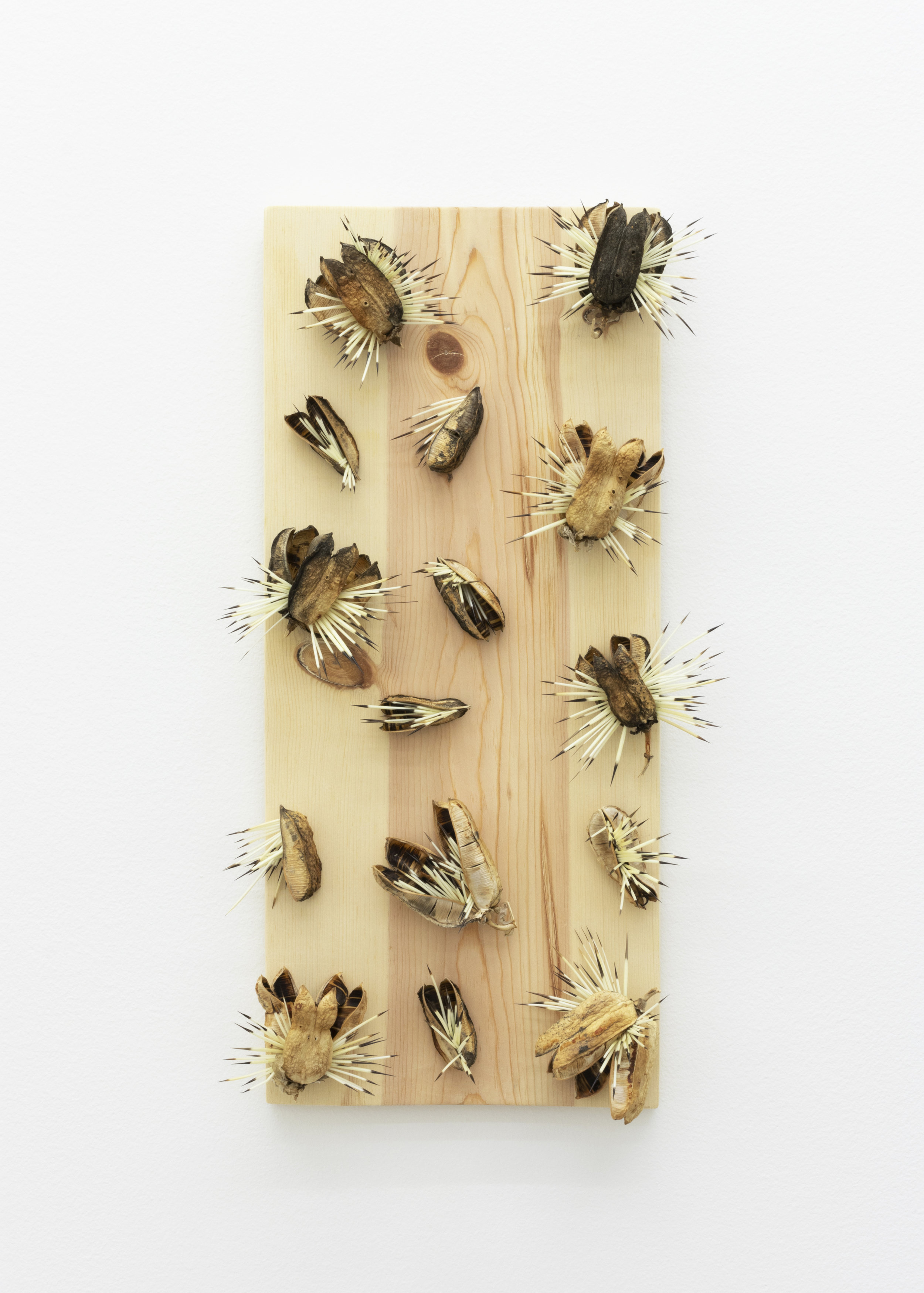   Haashk’aanz,  2019, porcupine quills, Rez wood, yucca fruit pods, 21 x 12 x 4 