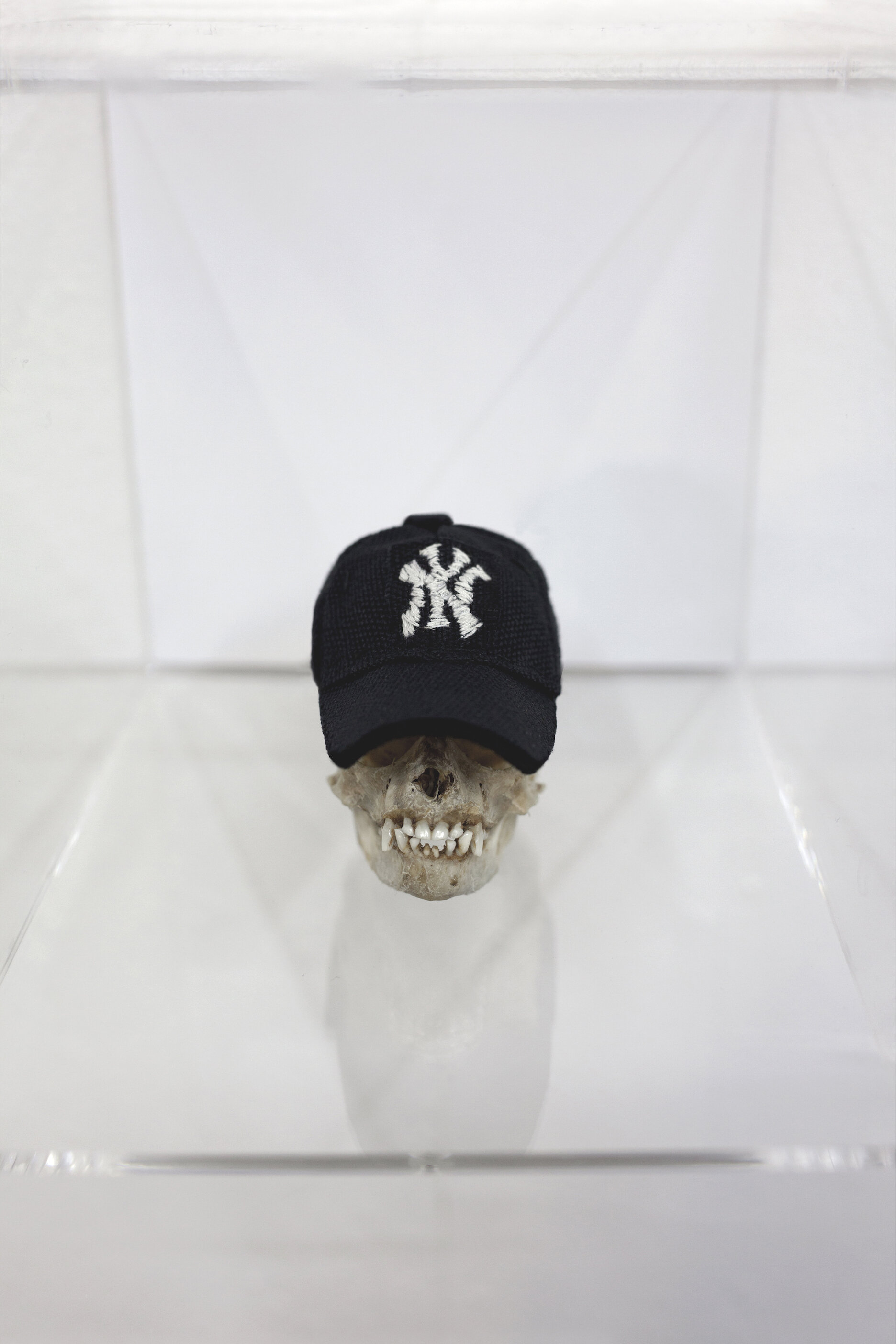  nikolaiykm, Untitled (NYY II), 2018/19,  Pygmy marmoset skull, synthetic cotton fabric, 7cm x 4cm x 5cm  