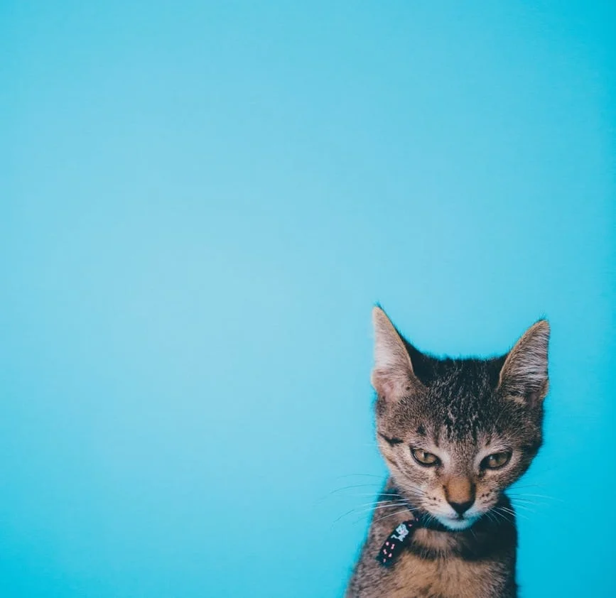 pexels-photo-1097288.jpg