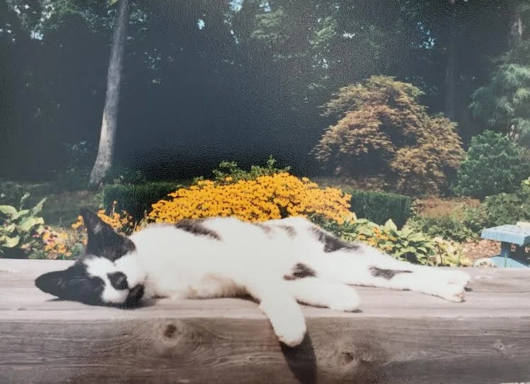 Founder's childhood cat, Patches