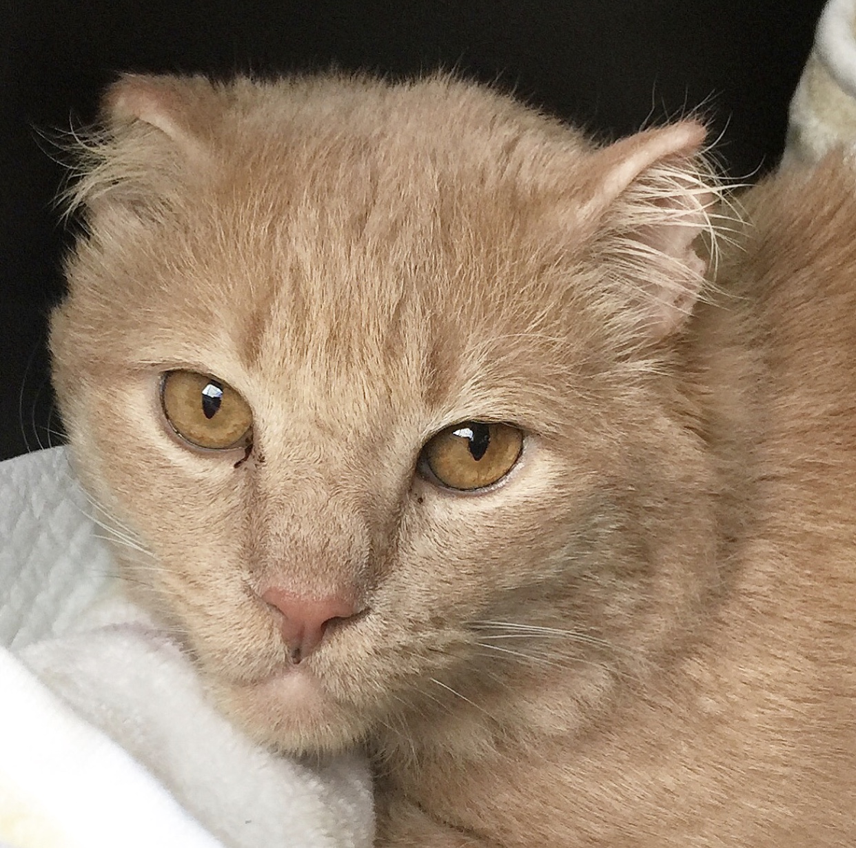 Dewey, rescued from a NJ hoarder house of over 80 cats after the owner died, he is living his best life with his forever family!