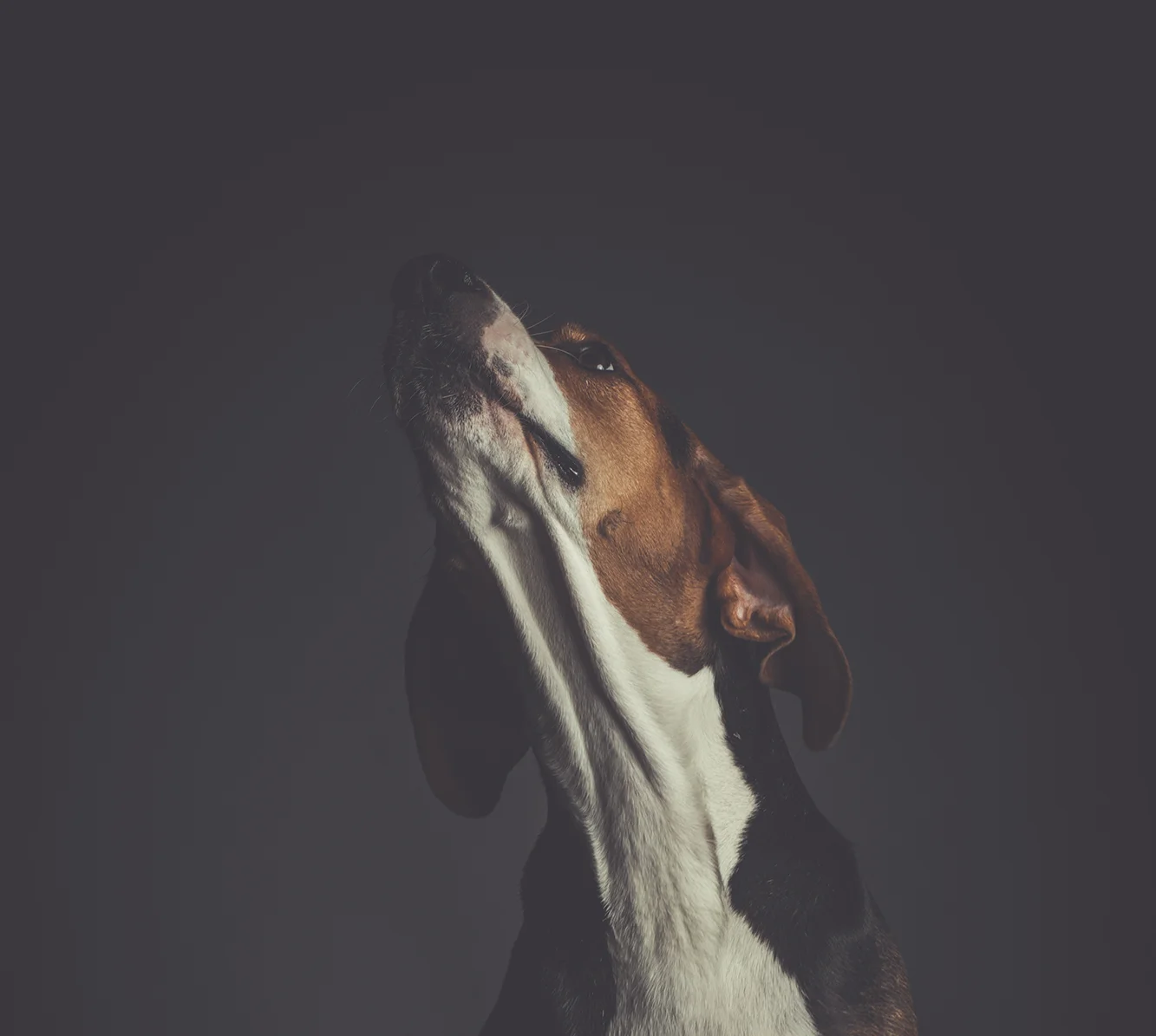 aaron-barnaby-454268-unsplash copie.jpg