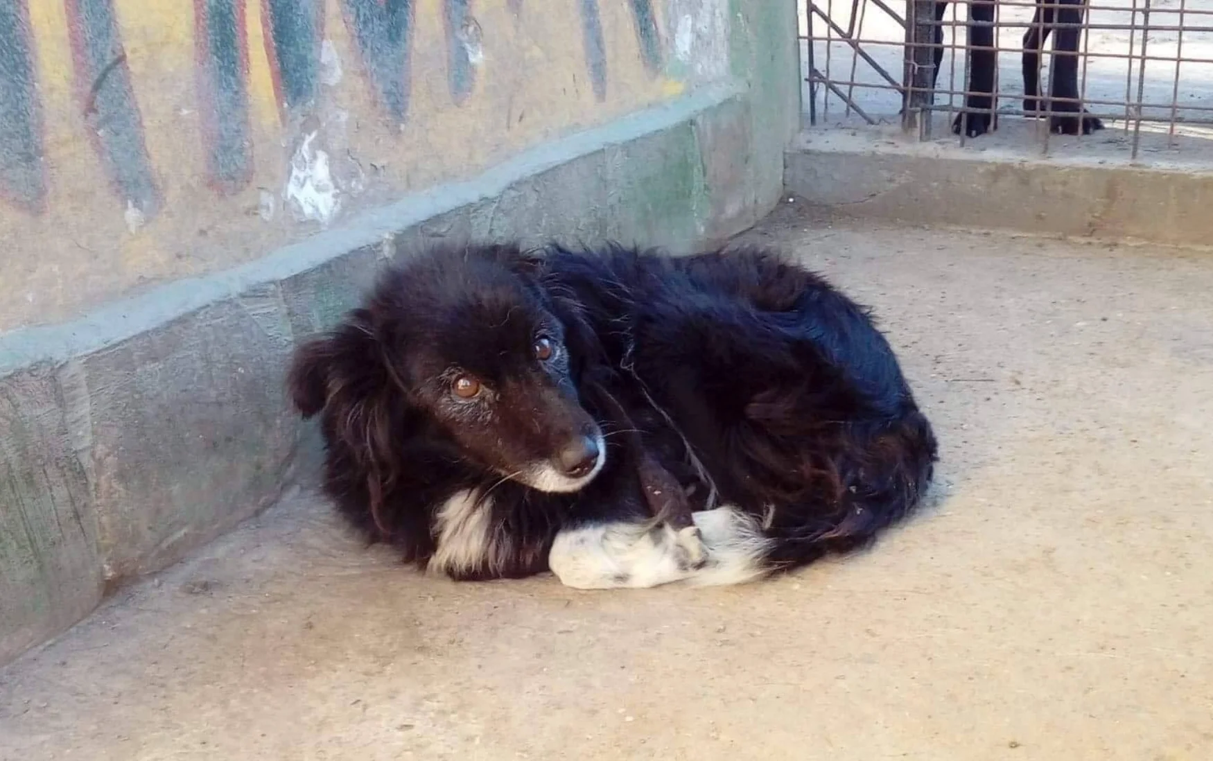 Vaccinations et castrations au refuge de Becej octobre 2018