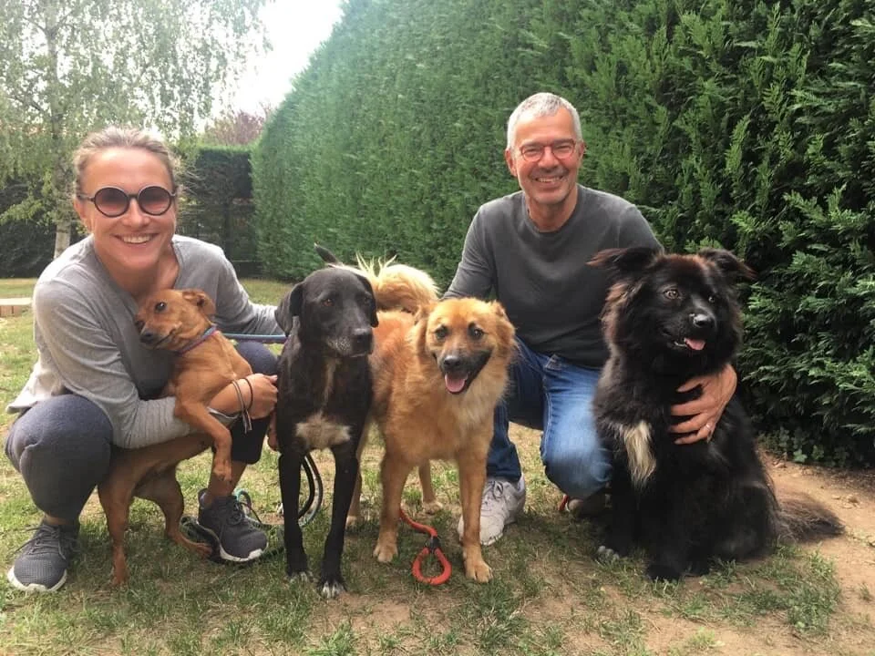 Sauvetage de 4 chiens pour la Suisse