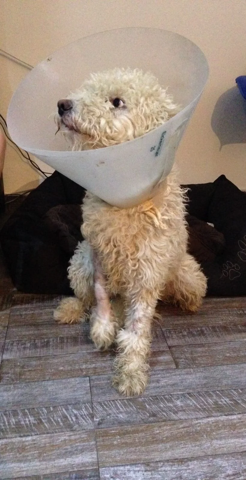 Tintin a été opéré à Belgrade