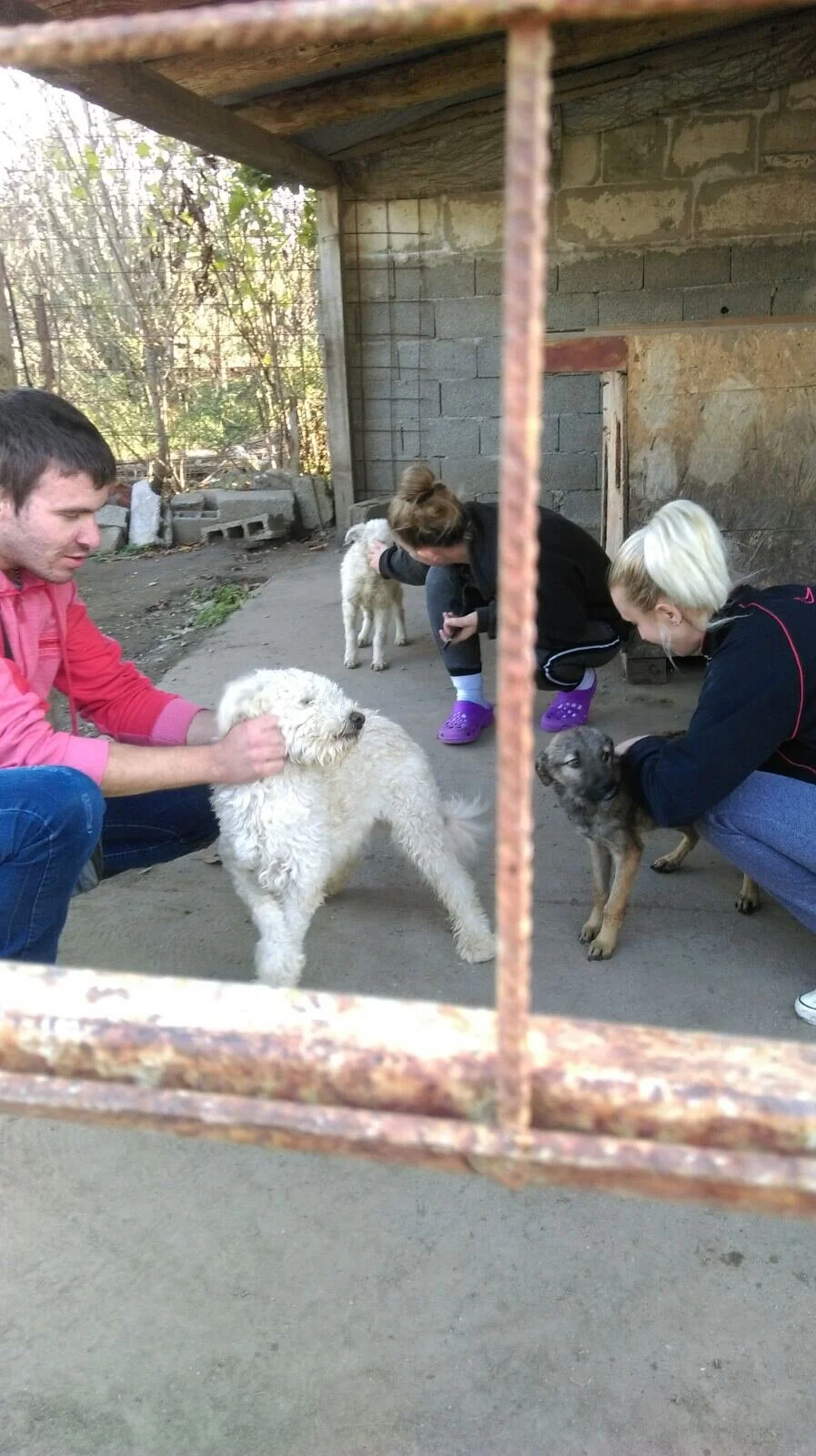 Surduk accueille 4 chiens de Bécej
