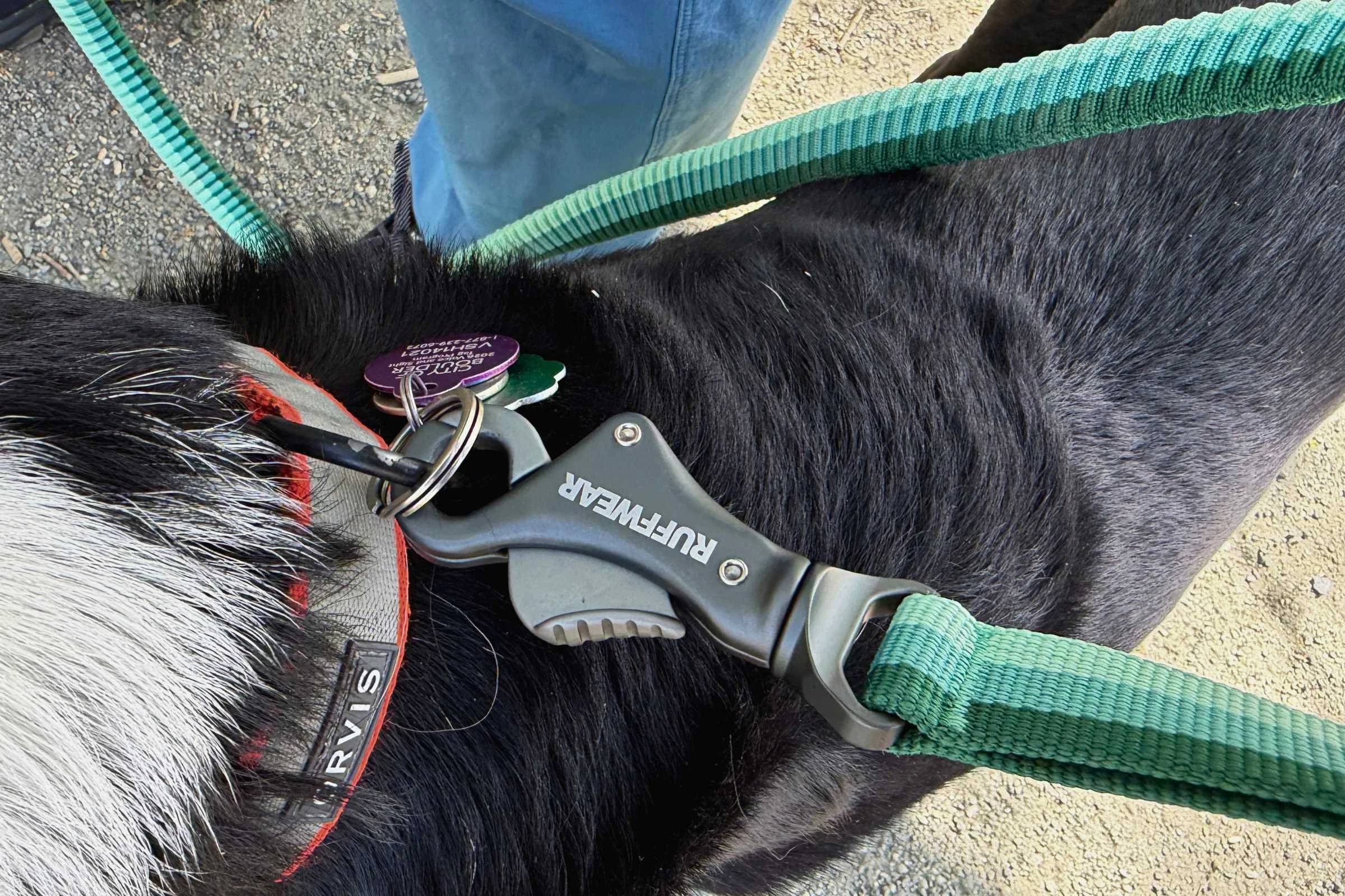 Ruffwear talon clip connected to a dog leash