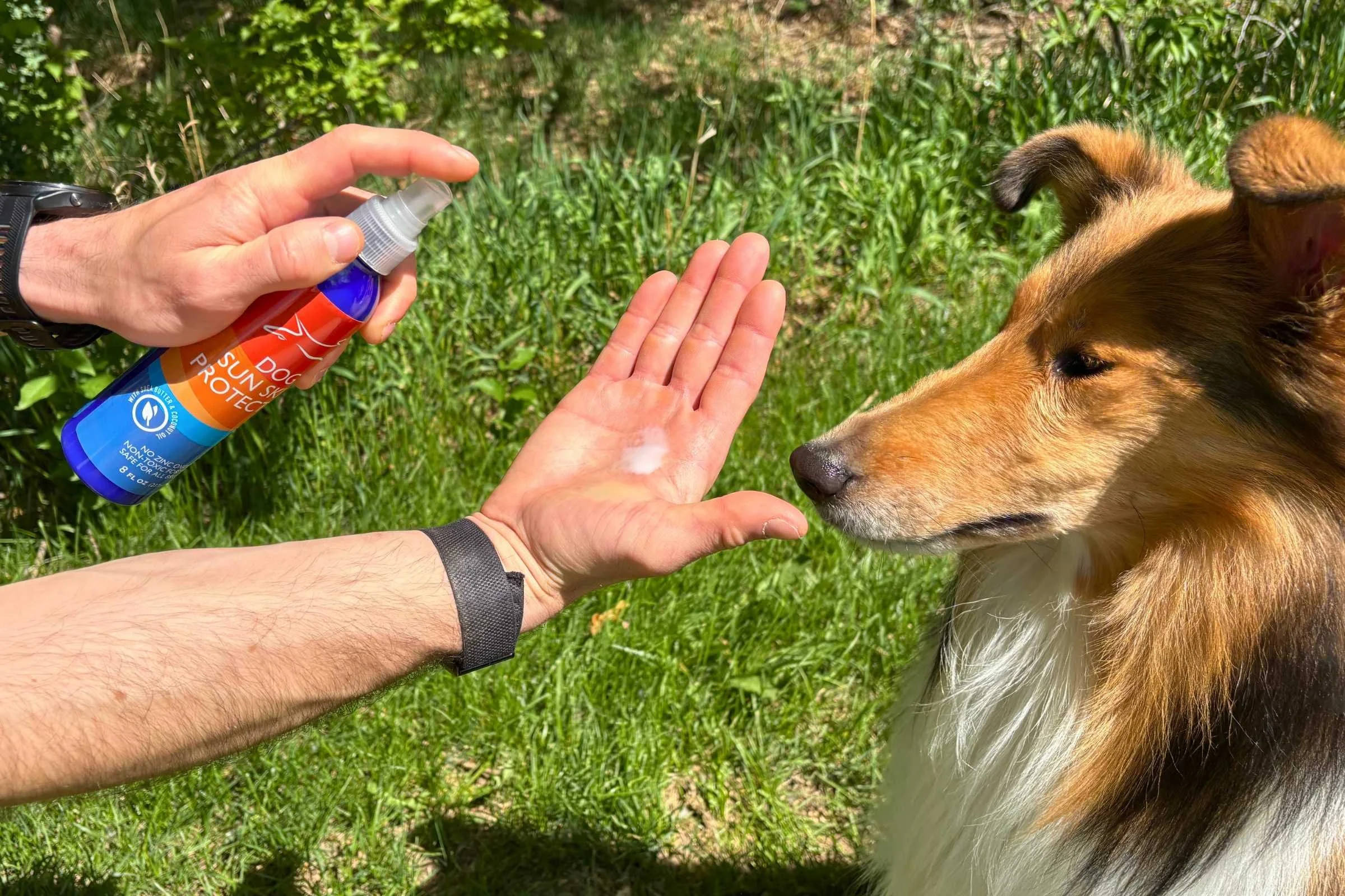 Dog sunscreen being sprayed onto a hand