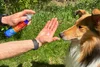 6 Best Dog Sunscreens of 2026 (Vet-Safe & Tested)