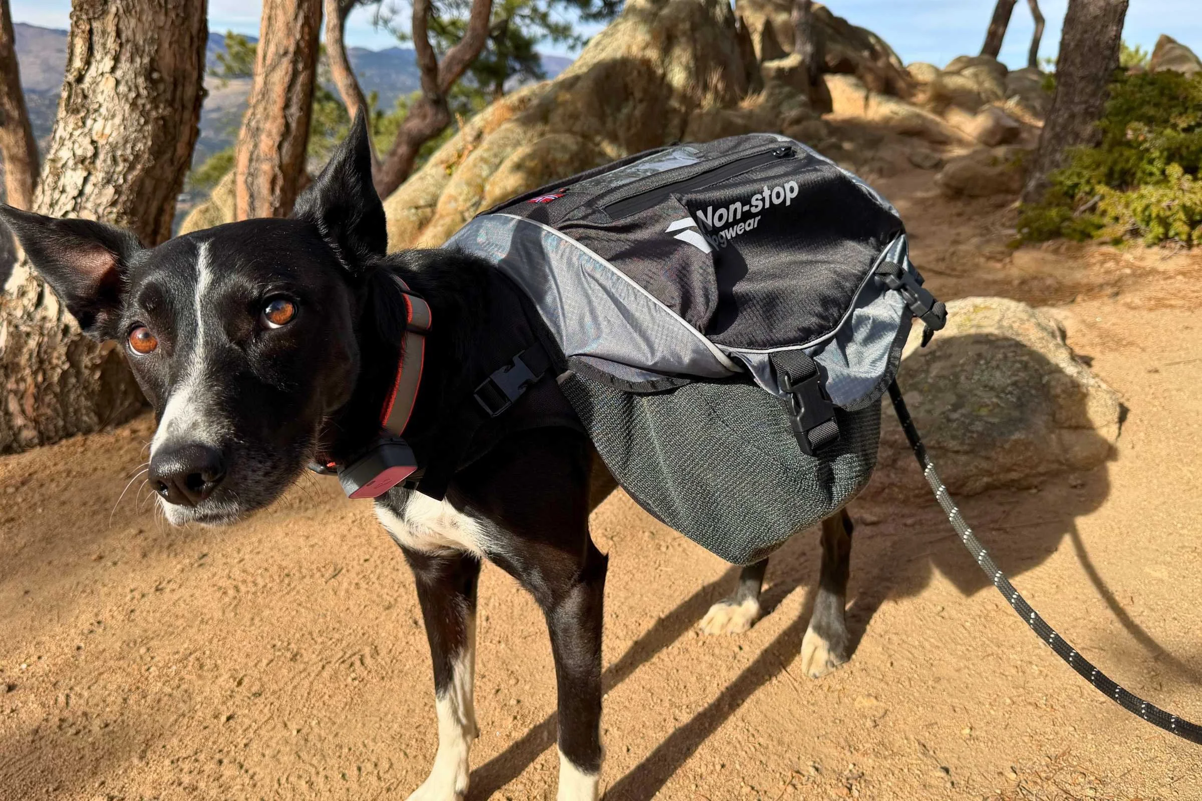 Dog posing while wearing the Non-stop Dogwear Amundsen Pack