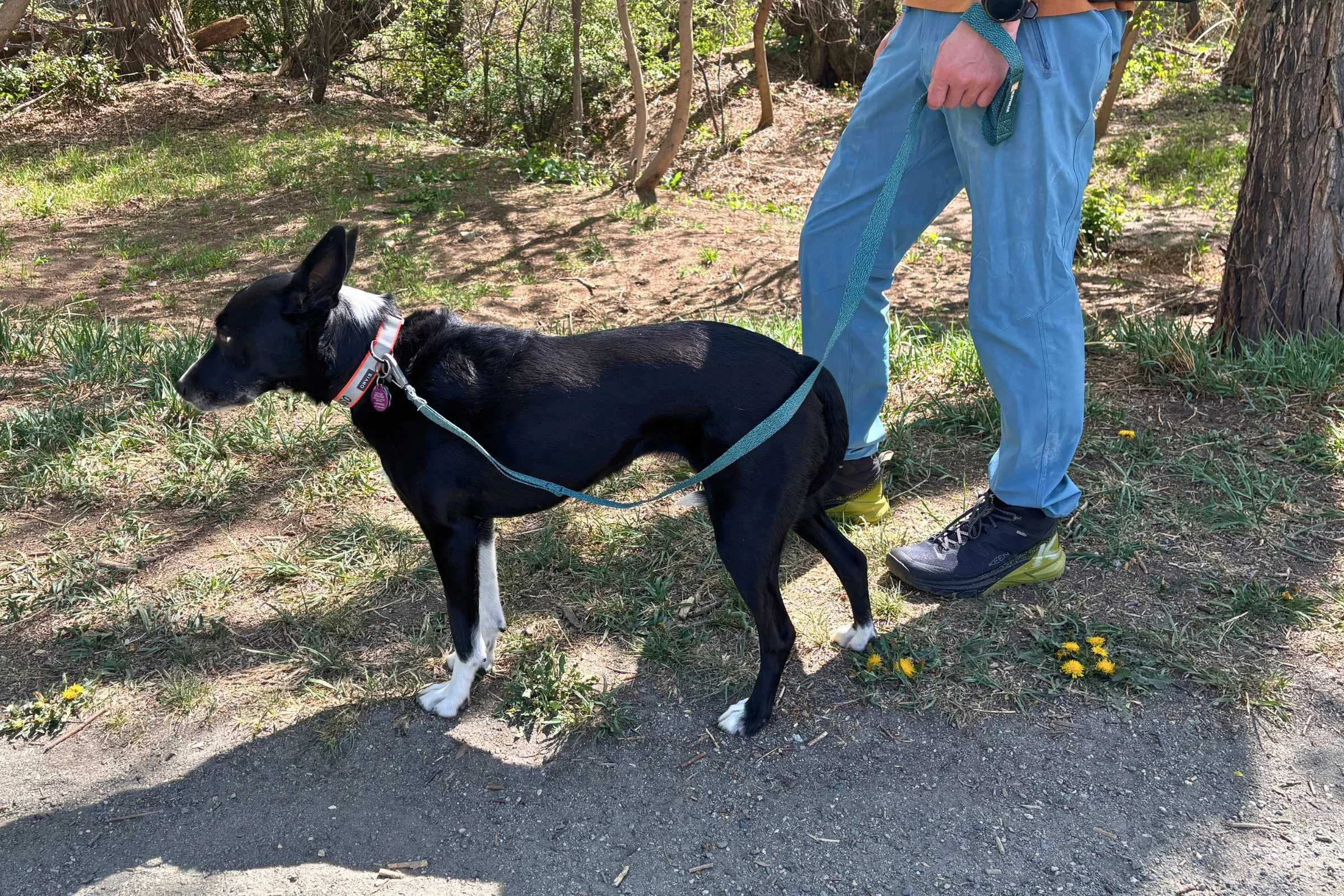 Person walking dog on lightweight dog leash