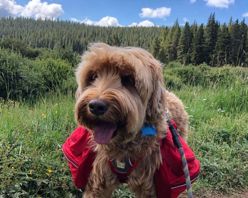 Dog Training Kit Easy to Carry Dog Snacks and Toys Dog Training Bag