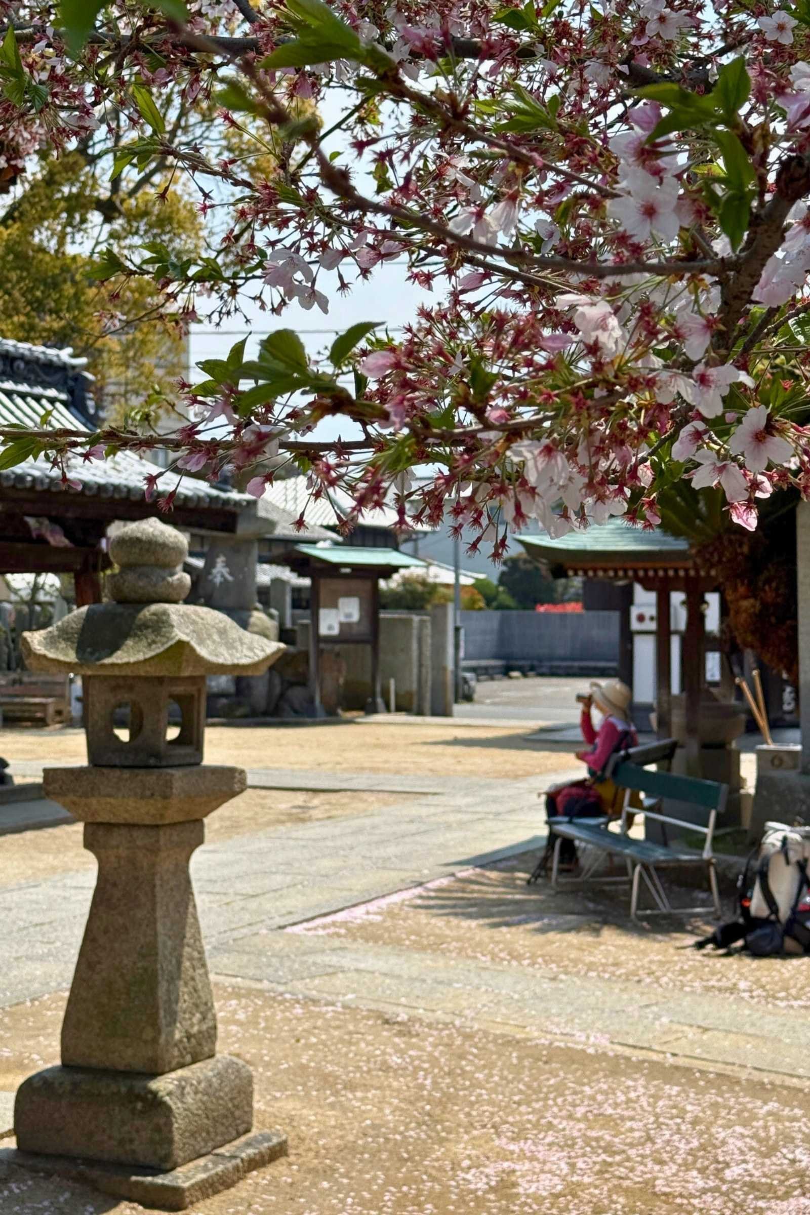 cherry blossoms on a tree on temple grounds