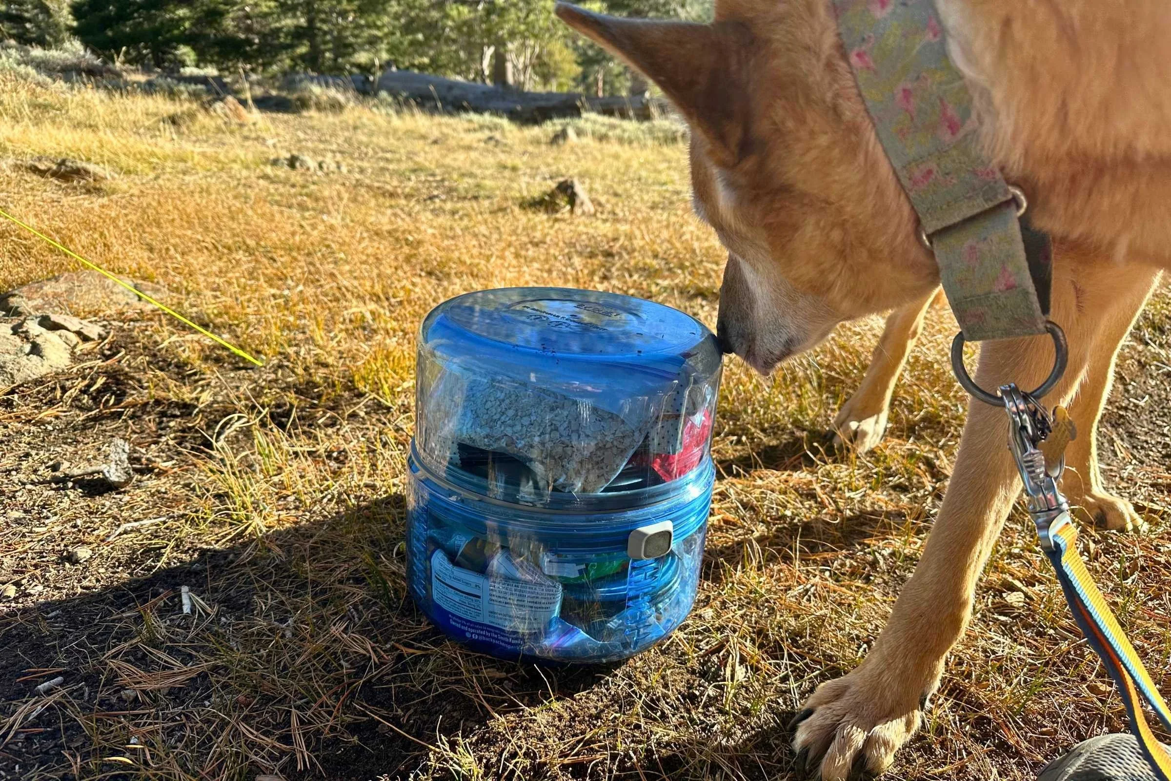 The BV ONE is good protection from other mammals as well. This dog can’t get to his kibble. Photo courtesy Sara Kruglinski.