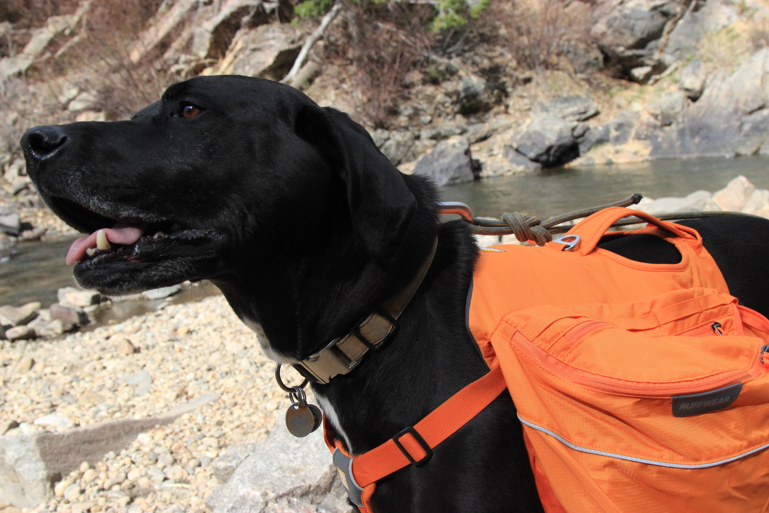 JLYLOL 3 in 1 Dog Backpack Dog Pack &Dog Harness &Dog Leash Camouflage Dog Pack Hound Travel Camping Hiking Backpack Saddle Bag Rucksack for Medium & Large Dog