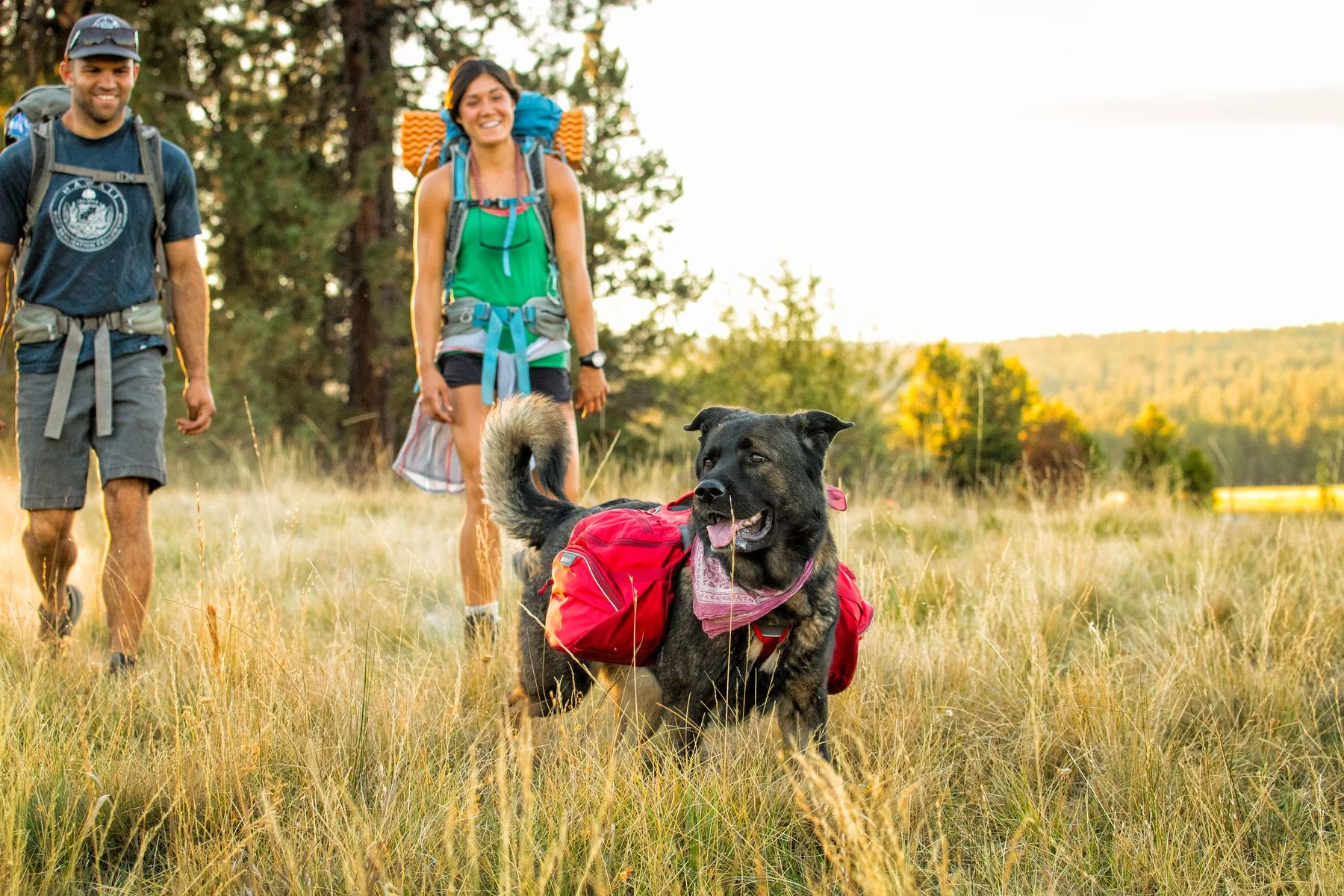 The Palisades fits medium to large dogs well.