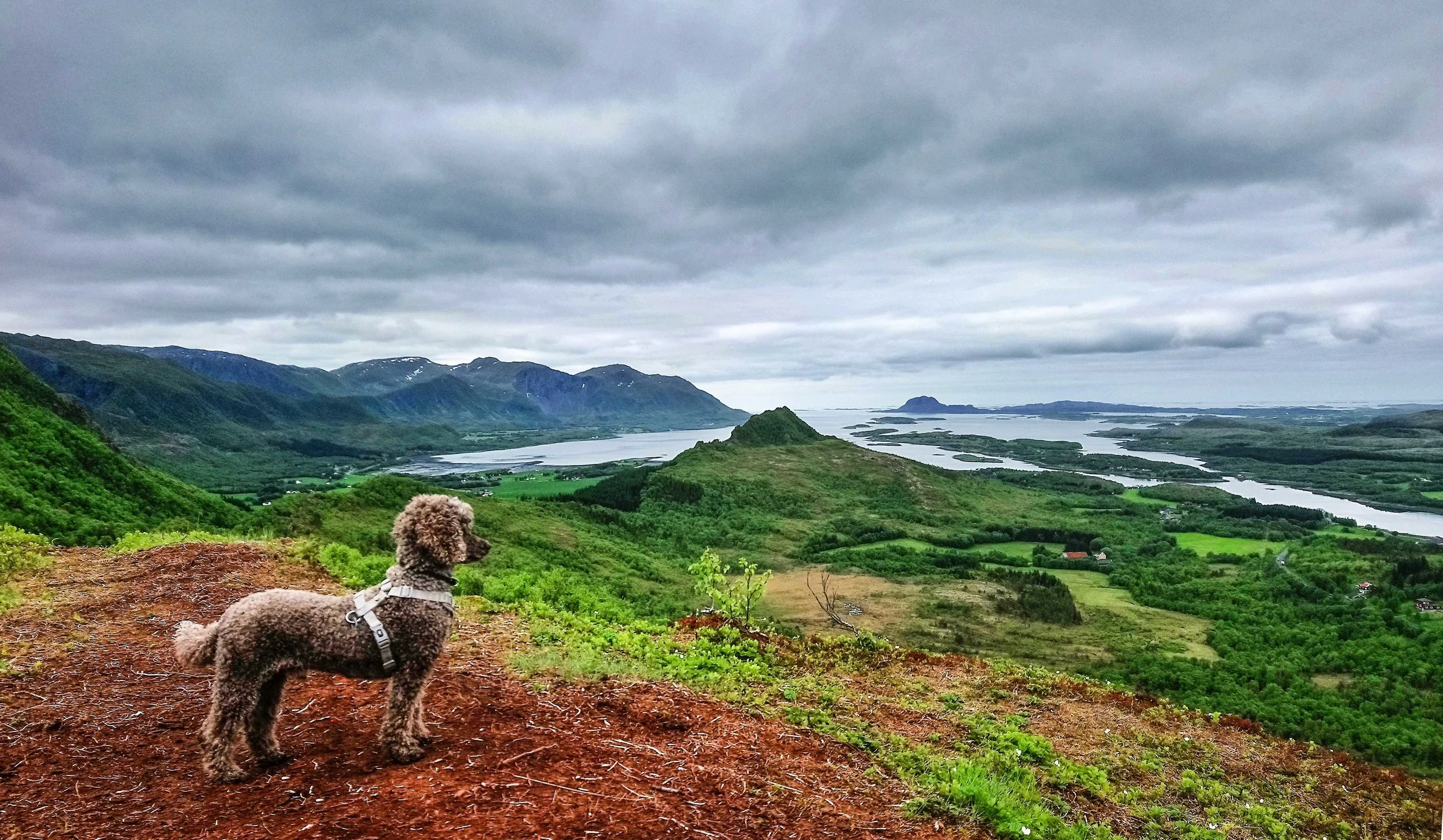 It can take a while to figure out how to cinch straps on your dog’s harness and pack. To properly fit, choose the right size and criss cross extra straps when necessary. Photo by Torstein Finnbakk on Unsplash