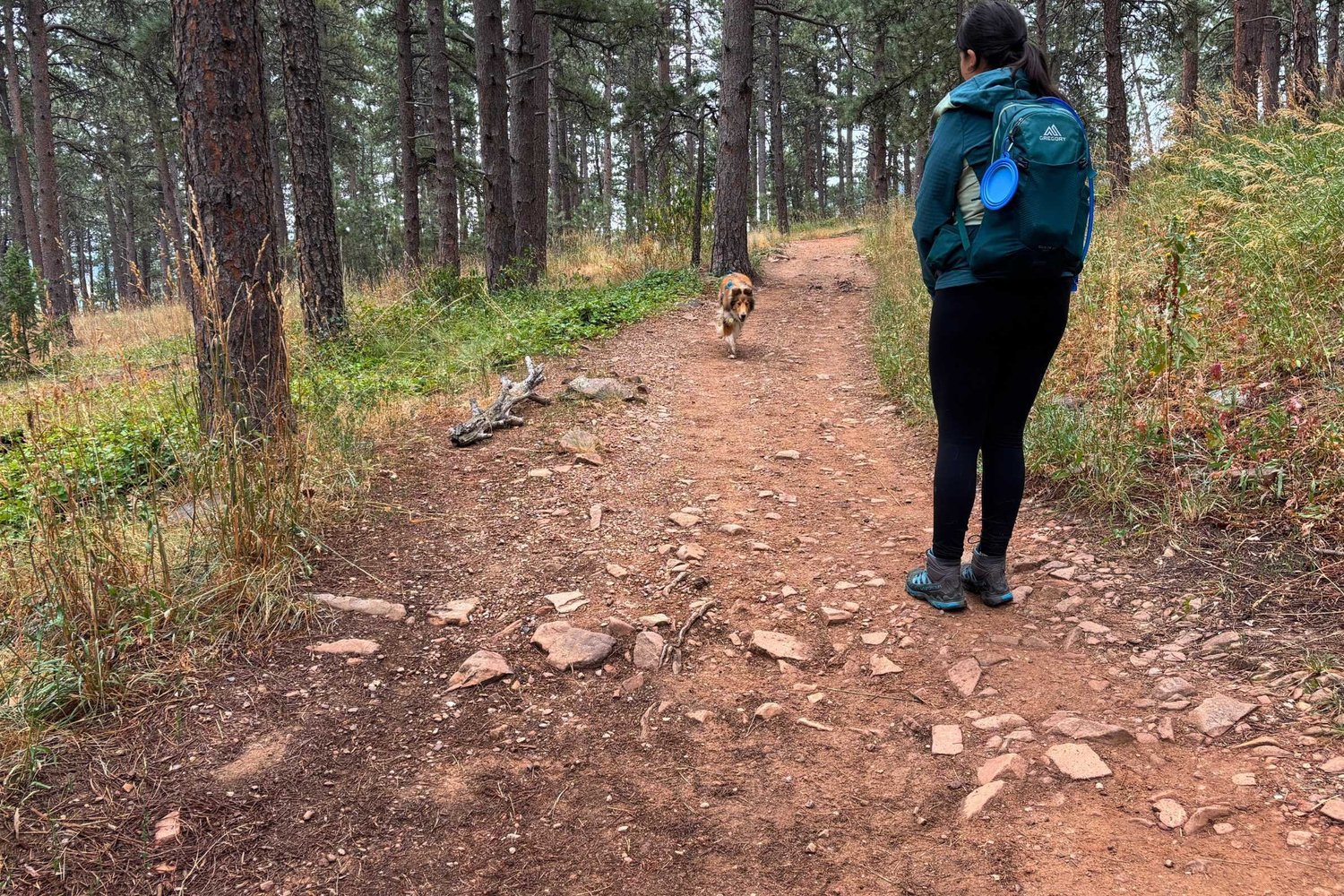 Hiking with Dogs: A Complete Guide to Safe and Fun Trail Adventures