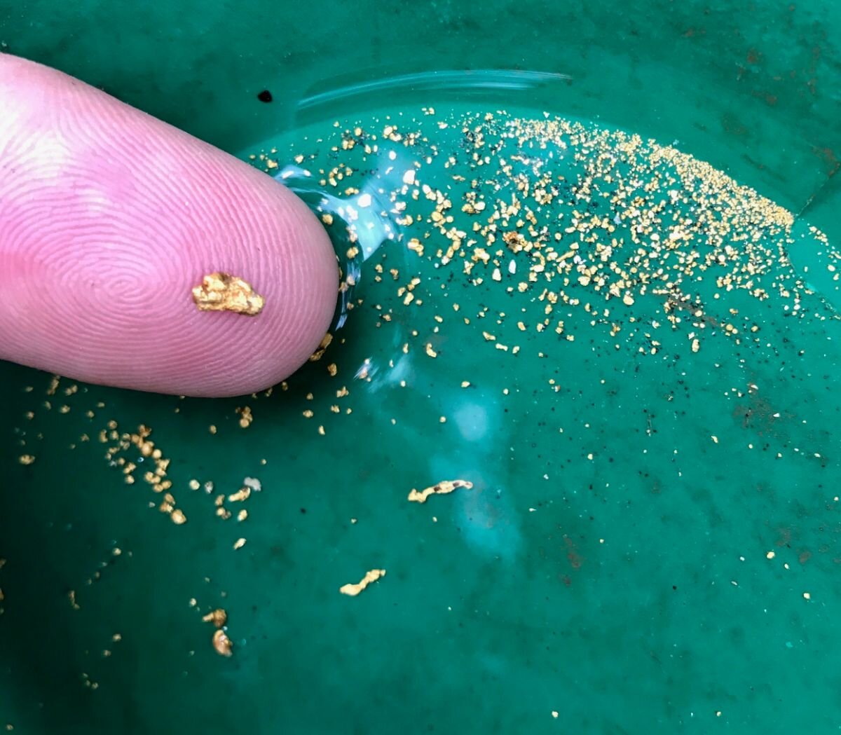 Gold Panning A Creek Running Through A Huge Gold Deposit! 