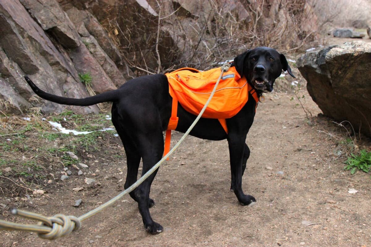 Dog Hiking Bag Dog Pack Hound Travel Camping Rucksack for Medium & Large Dog G-Shef Dog Saddle Bag Front Range Dog Day Pack 