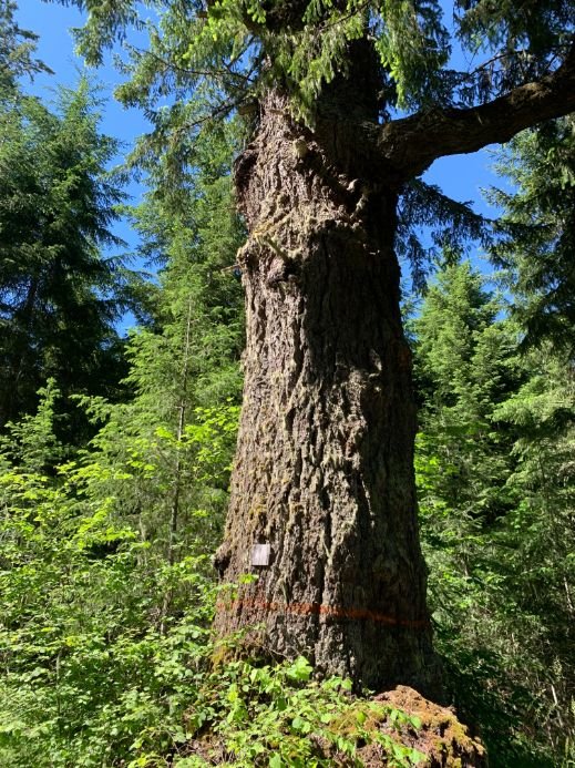 Corvallis-to-Sea-Trail-Douglas-fir-tree.jpg
