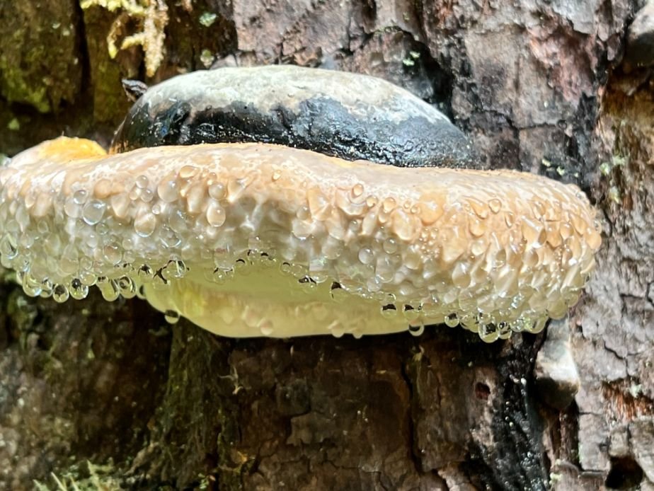 Day-2.12-WCT-amazing-dew-covered-mushroom-on-tree.jpg