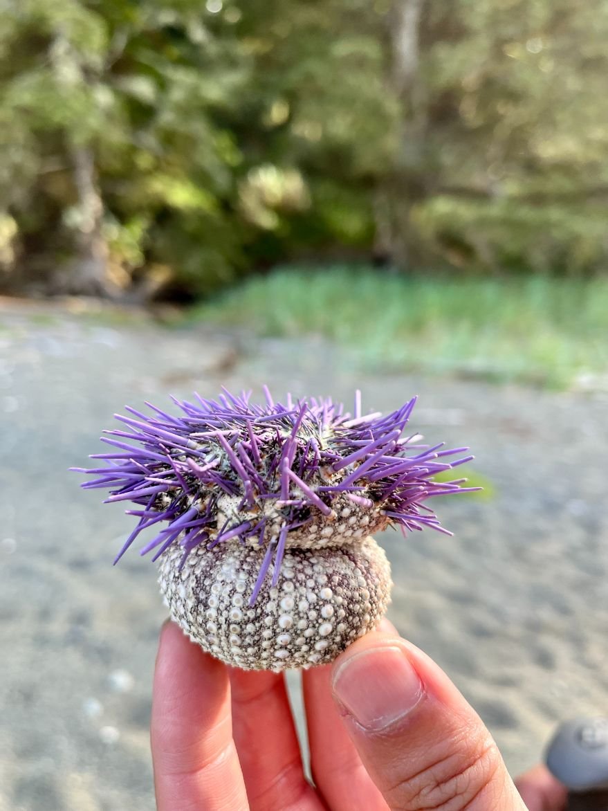 Day-4.13-WCT-two-purple-sea-urchins-(dead).jpg