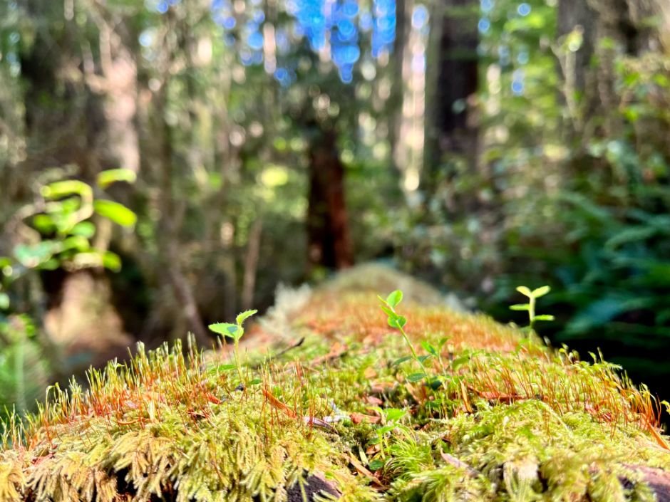 Day-4.19-WCT-forest-and-moss.jpg