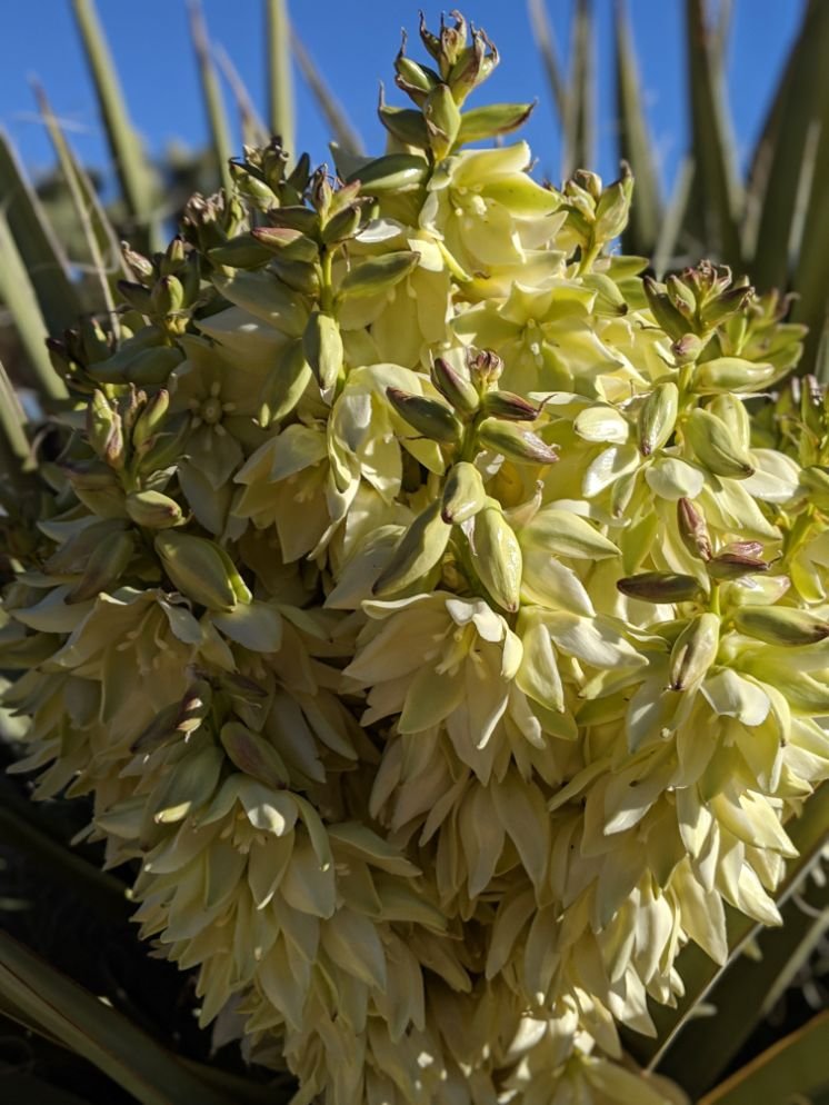blooming-yucca-joshua-tree.jpg
