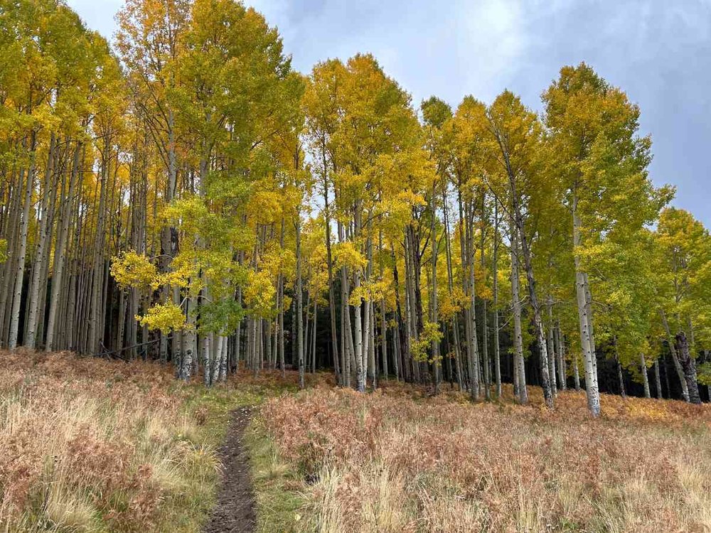 arizona-trail-fall-color.jpg