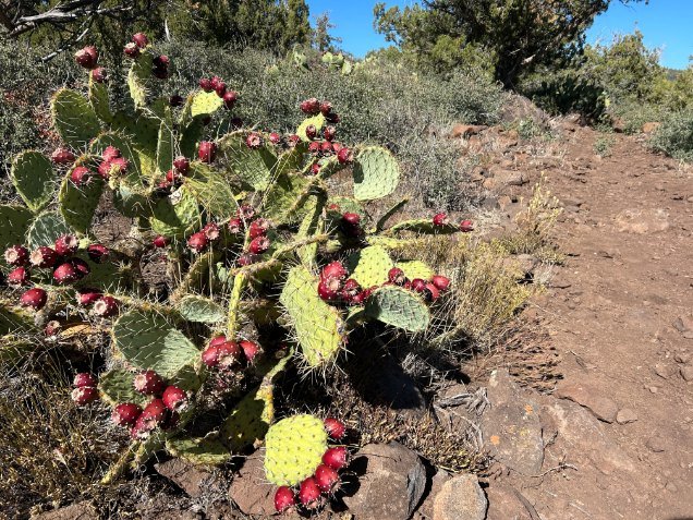 arizona-trail-prickly-pear.jpg