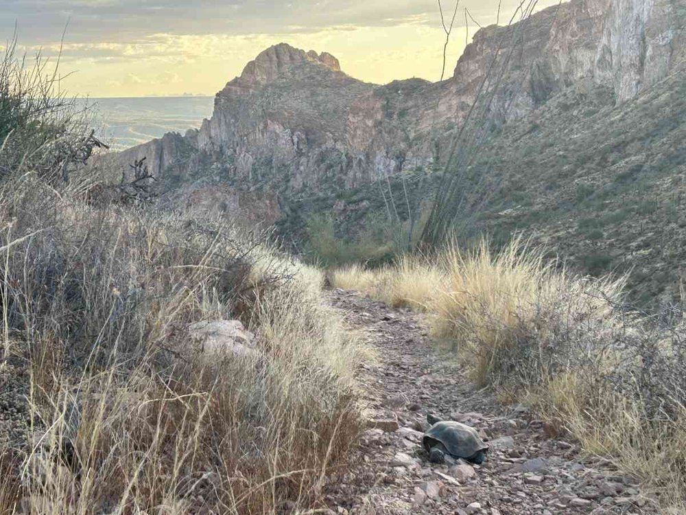 arizona-trail-desert-tortoise.jpg