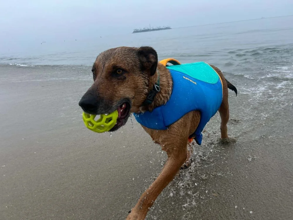 How Should a Life Jacket Fit a Dog: Ultimate Safety Guide