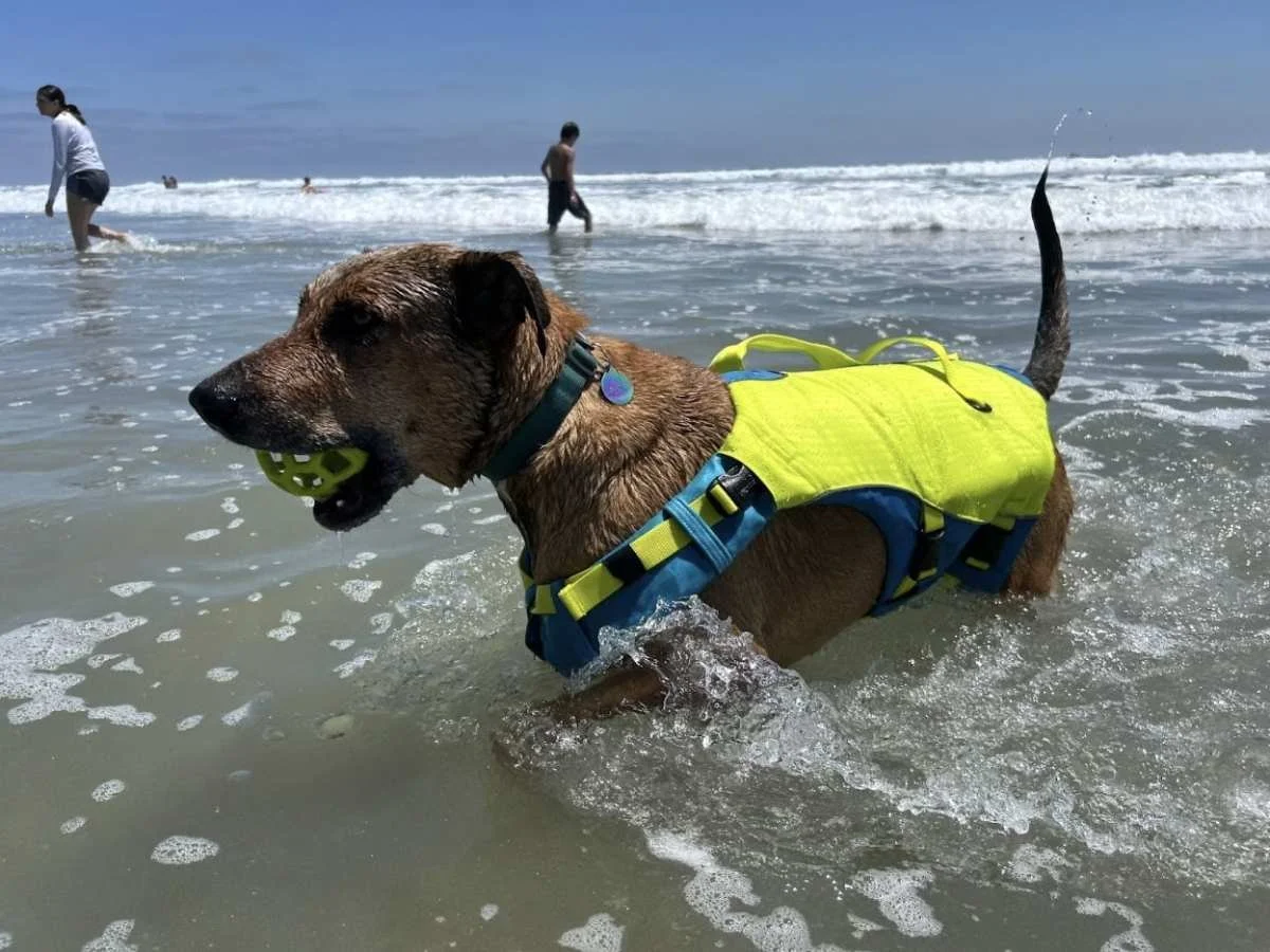 Miles testing out the Kurgo Surf N’ Turf life jacket while wading and playing in the water. Photo by Marek Bowers.