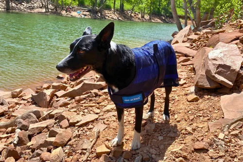 Importance of Cooling Vests for Pets in Summer: Stay Safe & Cool