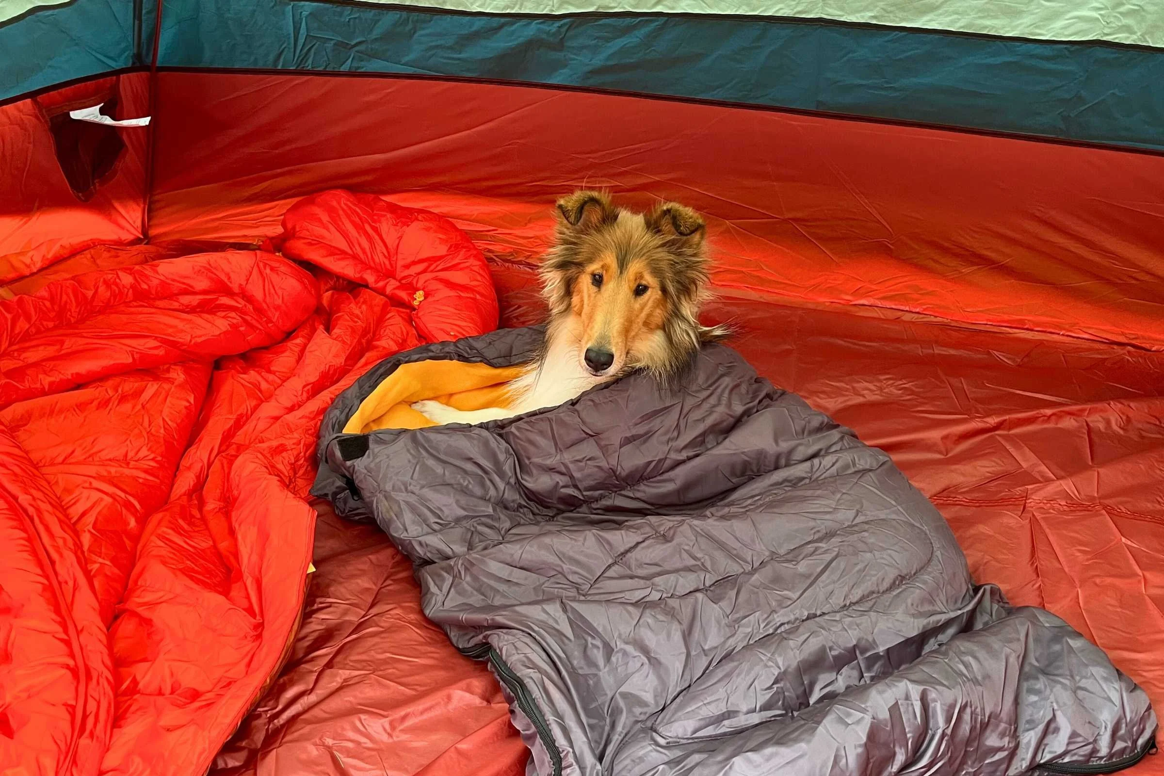 The square shape and single size of the Lifeunion dog sleeping bag makes it unlikely that you’ll get a perfect fit for your dog. Photo by Jae Thomas