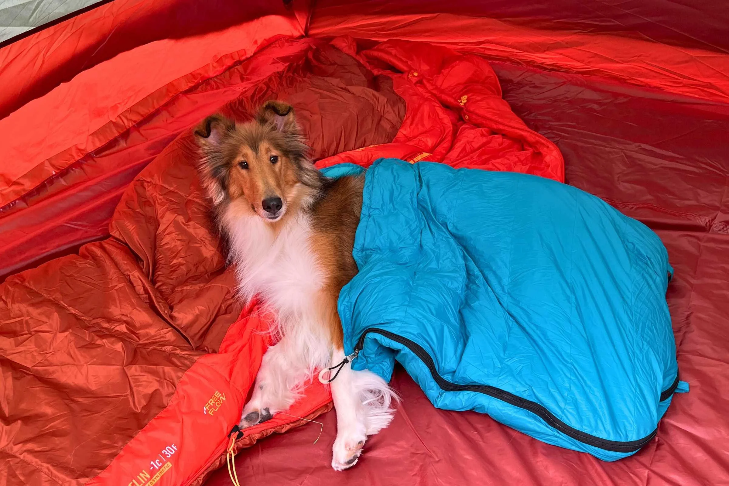 The plush loft of the Happy Trails bag is likely too warm for most double coated dogs. Photo by Jae Thomas