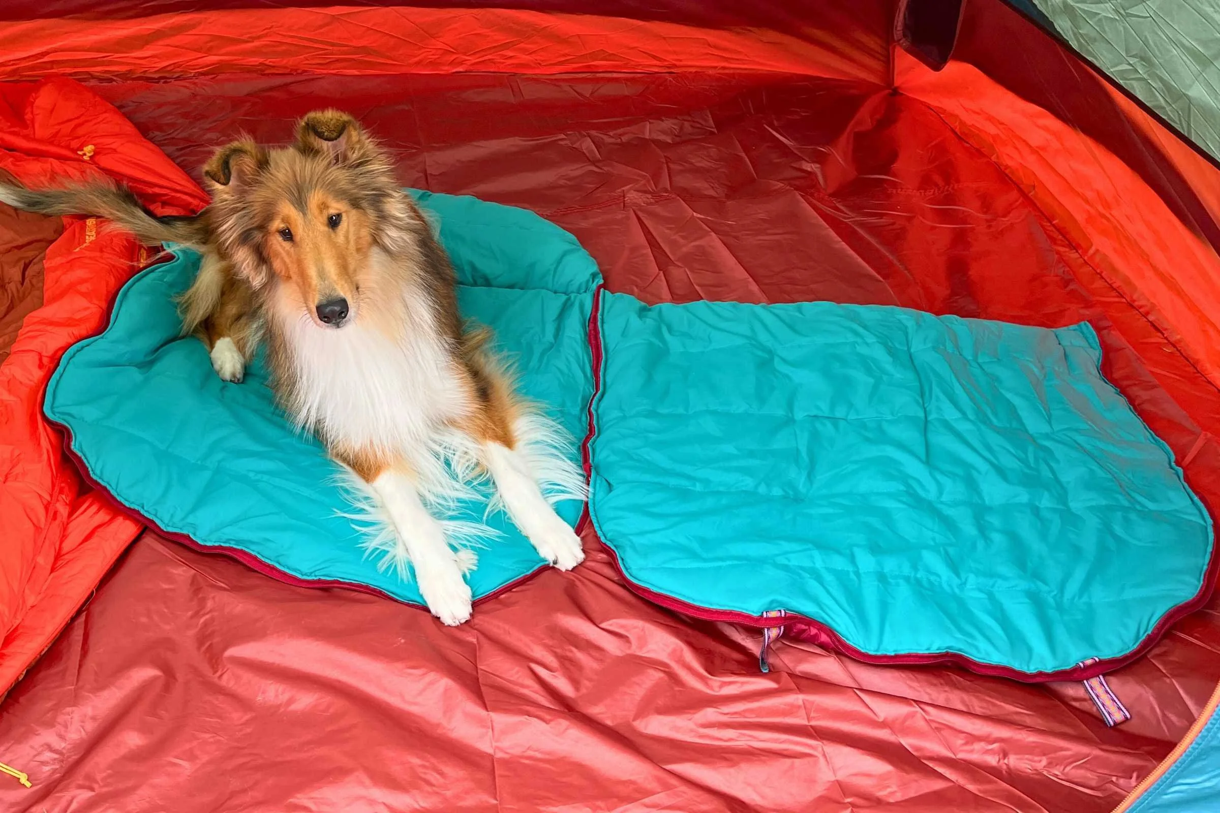 The Wilderdog sleeping bag opens up fully, making it easier to get your dog in and out of it. Photo by Jae Thomas